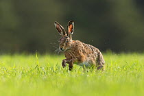 RF - Brown Hare (Lepus europaeus) running through field of grass , Scotland, UK.May (This image may be licensed either as rights managed or royalty free.)