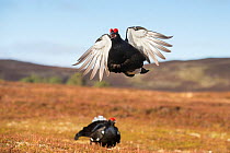 RF - Black Grouse (Tetrao tetrix) male peforming flutter jump display on lek, Cairngorms National Park, Scotland, UK.May (This image may be licensed either as rights managed or royalty free.)