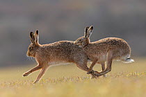 RF - Brown hare, (Lepus europaeus) male pursuing female that is in season, Islay, Scotland, UK., March (This image may be licensed either as rights managed or royalty free.)