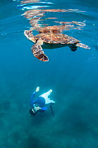 Snorkeller taking pictures of Green turtle (Chelonia mydas) Punta Vicente Roca, Isabela Island, Galapagos. December 2015.
