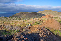 Tourists walking over mountains,Tagus Cove, Isabela Island, Galapagos. June 2014.