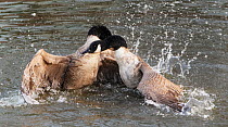 Canada goose (Branta canadensis), two males fighting over territory, UK. April.