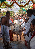Men blessing cow in Kumbhabhishekam, a Hindu ritual. Pandalur, Tamil Nadu, India. 2014.