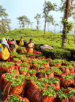 Tea (Camellia sinensis) leaves in sacks, women counting bags and picking in background. Carolyn Tea Estate, Mango Range, The Nilgiris, Tamil Nadu, India. 2014.