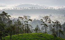 Tea (Camellia sinensis) plantation, scattered trees silhouetted on hills in background, in early morning mist. Carolyn Tea Estate, Mango Range, The Nilgiris, Tamil Nadu, India. 2014.