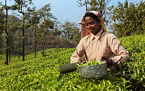 Woman harvesting Tea (Camellia sinensis) with leaf plucking shears, on plantation. Carolyn Tea Estate, Mango Range, The Nilgiris, Tamil Nadu, India. 2014.