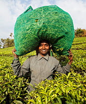 Woman carrying bag of Tea (Camellia sinensis) leaves in sack on head. Carolyn Tea Estate, Mango Range, The Nilgiris, Tamil Nadu, India. 2014.