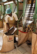 Man working at Tea (Camellia sinensis) leaf grading machine. Carolyn Tea Estate, Mango Range, The Nilgiris, Tamil Nadu, India. 2014.