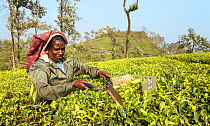 Woman harvesting Tea (Camellia sinensis) with leaf plucking shears, on plantation. Carolyn Tea Estate, Mango Range, The Nilgiris, Tamil Nadu, India. 2014.