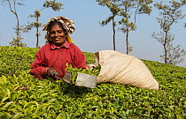 Woman harvesting Tea (Camellia sinensis) with leaf plucking shears. Carolyn Tea Estate, Mango Range, The Nilgiris, Tamil Nadu, India. 2014.