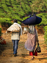 Tea plantation workers, man and woman carrying Tea (Camellia sinensis) leaf harvest. Carolyn Tea Estate, Mango Range, The Nilgiris, Tamil Nadu, India. 2014.