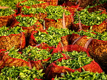 Bags of freshly harvested Tea (Camellia sinensis) leaves. Carolyn Tea Estate, Mango Range, The Nilgiris, Tamil Nadu, India. 2014.