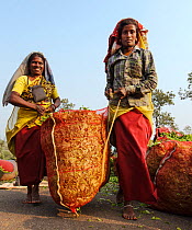Two women carrying bag of freshly harvested Tea (Camellia sinensis) leaves. Carolyn Tea Estate, Mango Range, The Nilgiris, Tamil Nadu, India. February.