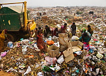 People picking through rubbish on landfill site, residents of the site. Guwahati, Assam, India. 2009.