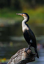 White breasted cormorant (Phalacrocorax lucidus) perched on tree stump with beak open. Kruger National Park, South Africa.