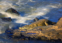 Nile crocodile (Crocodylus niloticus) basking on rock near river rapids. Kruger National Park, South Africa.