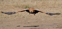 White-backed vulture (Gyps africanus) flying towards camera.  Kruger National Park, South Africa.