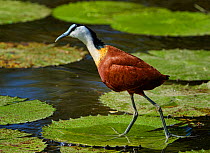 African jacana (Actophilornis africanus) walking of Lily pads. Kruger National Park, South Africa.
