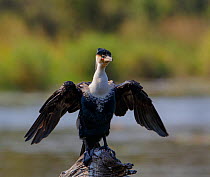 White breasted cormorant (Phalacrocorax lucidus) drying wings. Kruger National Park, South Africa.