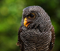 Black-banded owl (Strix huhula), portrait. Bird of Prey Centre, UK. Captive.