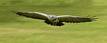 Black-chested buzzard-eagle (Geranoaetus melanoleucus) in flight. Bird of Prey Centre, UK. Captive.