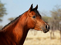 Chestnut Arabian horse, portrait. Namibia.