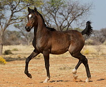 Arabian horse, foal trotting. Namibia.