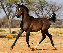Arabian horse, foal trottting. Namibia.