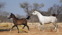 Arabian horse, female and foal trotting one behind the other. Namibia.