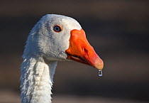 Domestic goose (Anser anser), Embden breed in morning light, portrait. Water droplet on end of beak. Namibia.