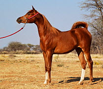 Chestnut Arabian horse standing. Namibia.