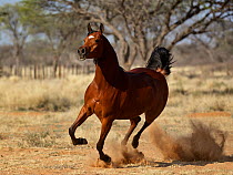 Chestnut Arabian horse cantering with dust flying. Namibia.