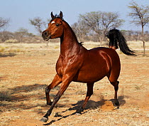 Chestnut Arabian horse cantering. Namibia.