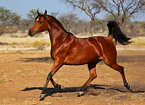 Chestnut Arabian horse trotting. Namibia.