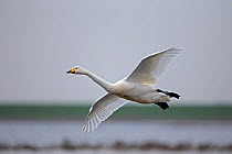 Whooper swan (Cygnus cygnus) in flight, Norfolk, England, UK, January.