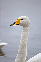 Whooper swan (Cygnus cygnus) Norfolk, England, UK, January.