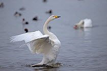 Whooper Swan (Cygnus cygnus) Norfolk, England, UK, January.