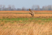 Short-eared owl (Asio flammeus) in flight, Norfolk, England, UK, February.