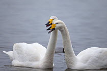 Whooper swan pair (Cygnus cygnus) Norfolk, England, UK, January.