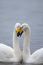 Whooper swan (Cygnus cygnus) pair bonding behaviour, Norfolk, England, UK, January.