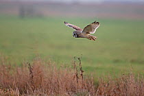Short-eared owl (Asio flammeus) Norfolk, England, UK, February.
