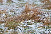 Short-eared Owl (Asio flammeus) on ground in snow, Norfolk, England, UK, January.