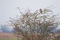 Short-eared Owl (Asio flammeus) Norfolk, England, UK, January.