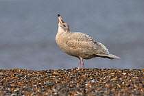 Glaucous gull (Larus hyperboreus) Norfolk, England, UK. February.