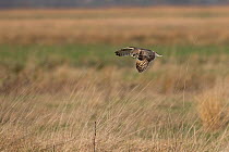 Short-eared owl (Asio flammeus) flying, Norfolk, England, UK. February.