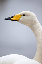Whooper swan (Cygnus cygnus) Norfolk, England, UK January.