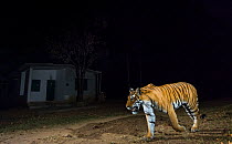 Bengal tigress (Panthera tigris tigris) (T27) patrolling her territory in close to human settlement at edge of buffer zone. Kanha National Park, Central India. Camera trap image.