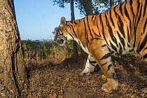 Tiger (Panthera tigris tigris) sub adult male walking along narrow forest track. Kanha National Park, Central India. Camera trap image.