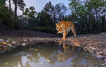Bengal tiger (Panthera tigris tigris) dominant male approaching &#39;Beja pani&#39; waterhole, Kanha National Park, Central India. Camera trap image.