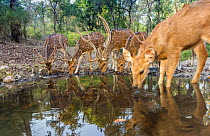 Spotted Deer / Chital deer (Axis axis) with Sambar deer (Rusa unicolor) drinking water at waterhole Kanha National Park, Central India. Camera trap image.